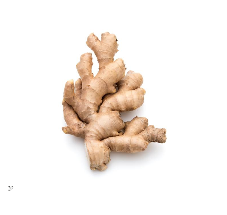 GINGER KG III