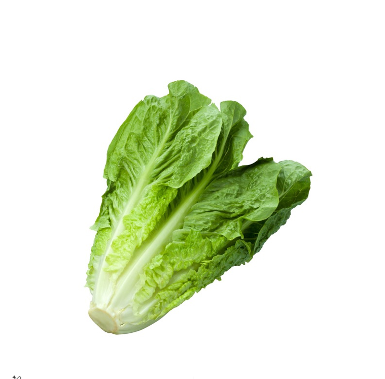 LETTUCE LONG KG III
